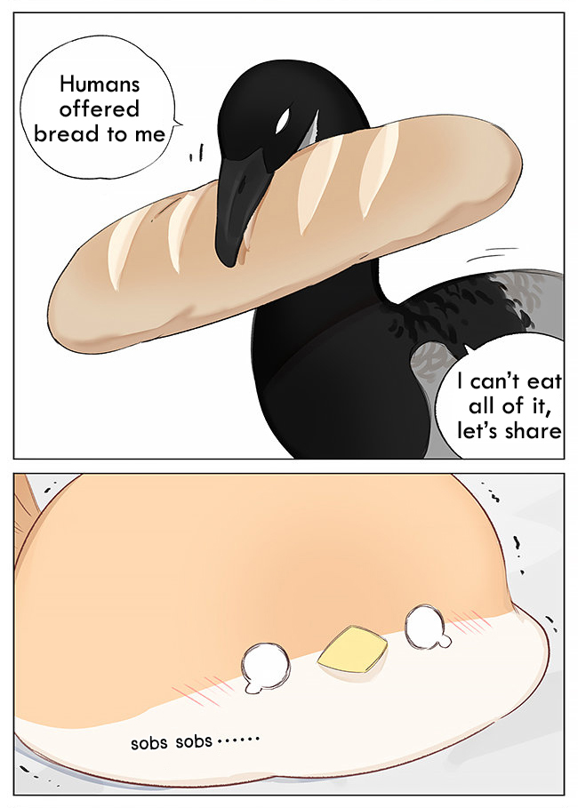Southern Bird and Northern Bird Foraging 第6页
