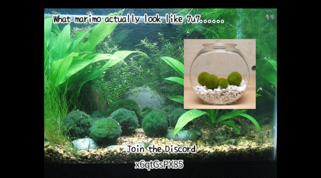 Good Algae! Algae's Ambition 第5页
