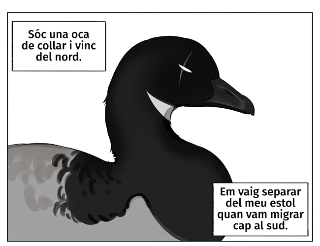 Southern Bird and Northern Bird L’ocell del nord i l’ocell del sud 第1页