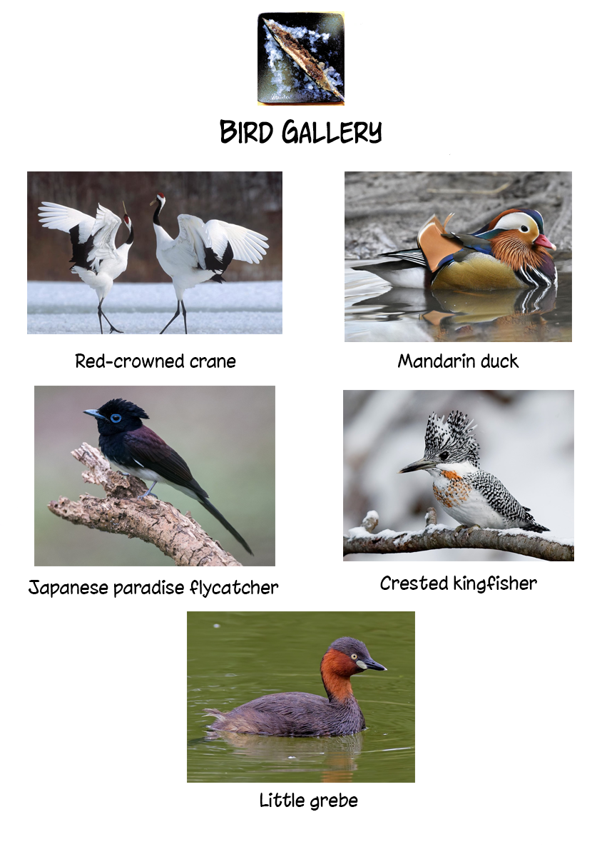 Akiyama-san no Tori Life Birdwatching on A Rainy Day 第24页
