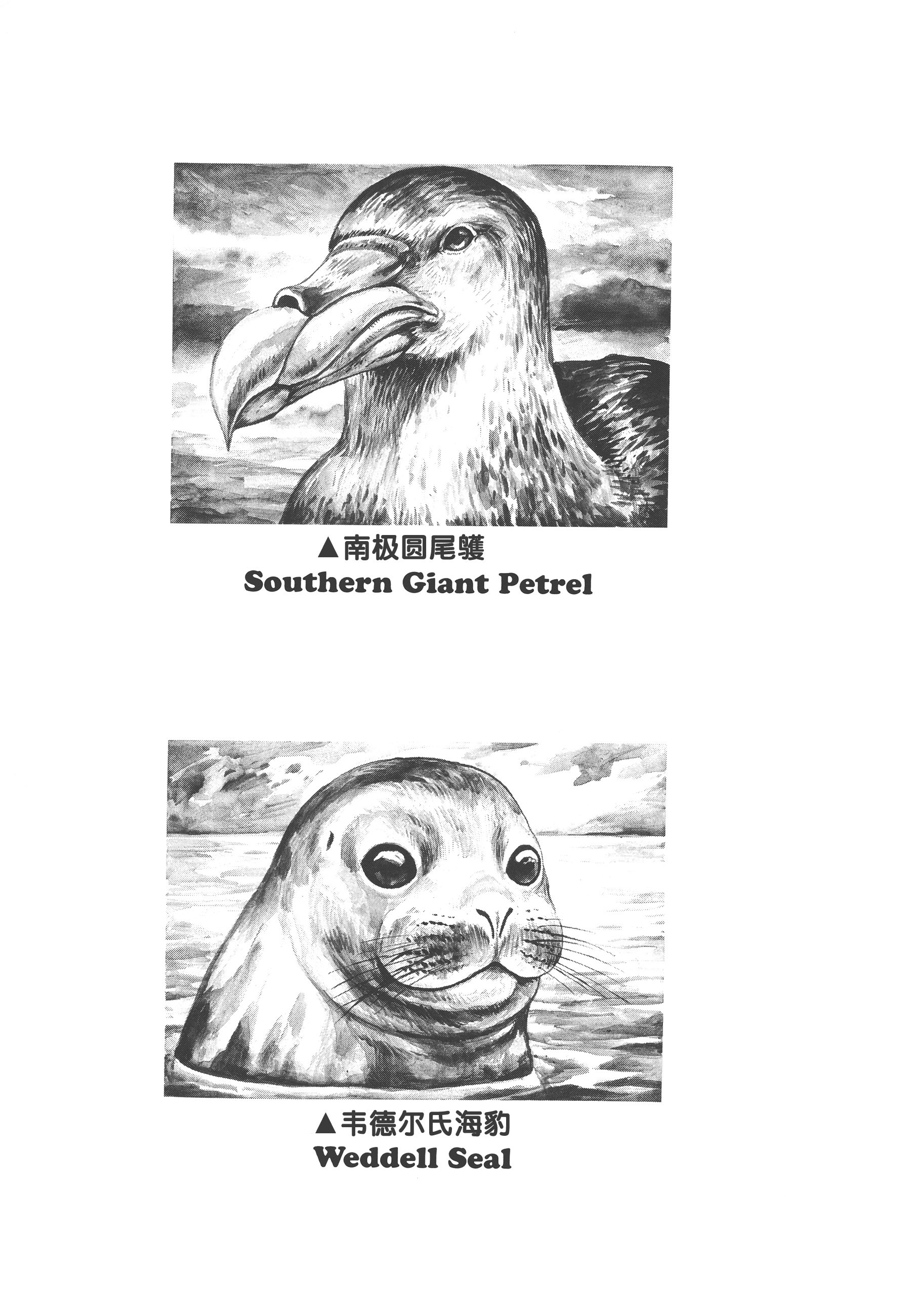 GON Selection GON Lives with the Penguins. 第37页