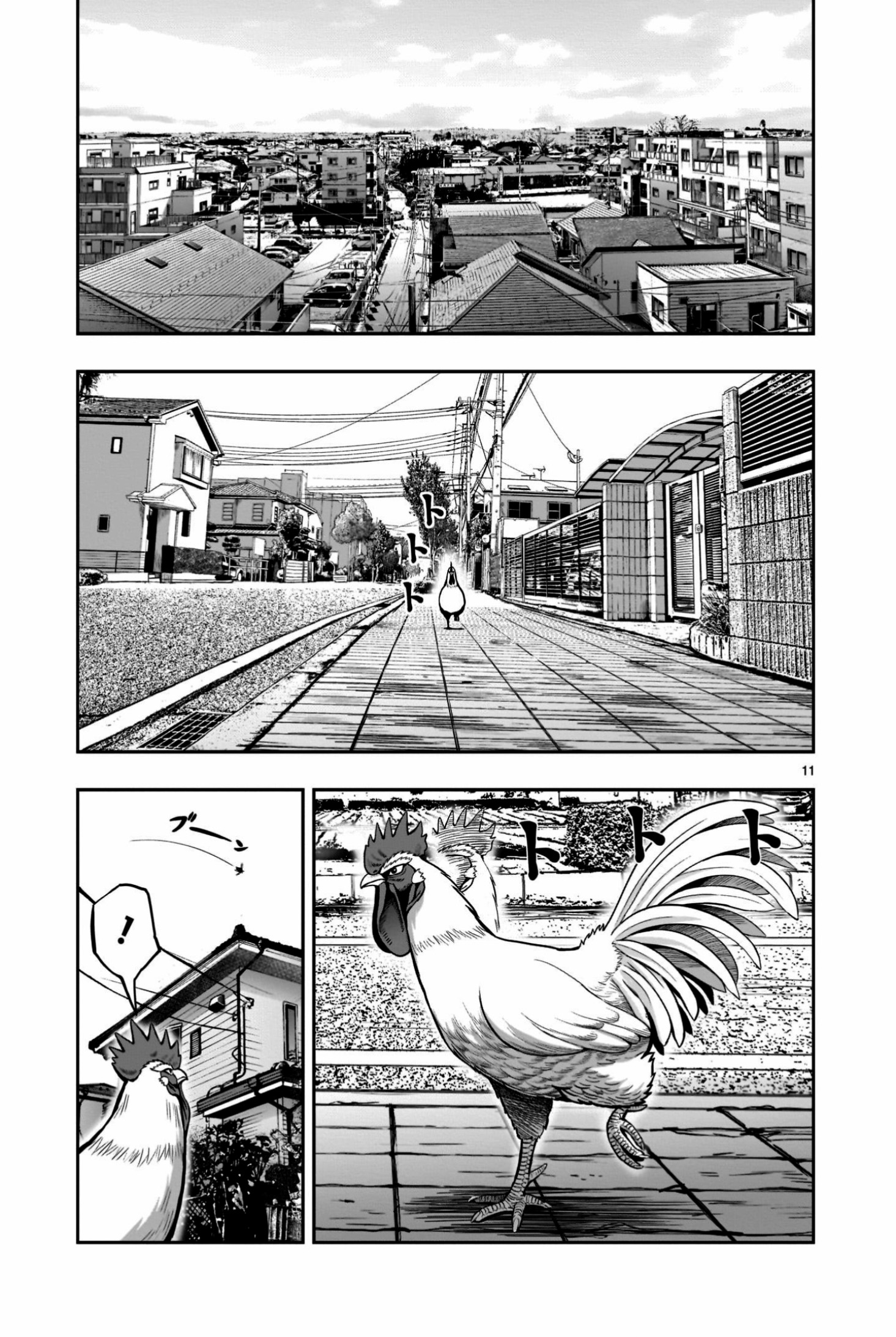 Niwatori Fighter Binatang Berbulu Berkumpul 第11页