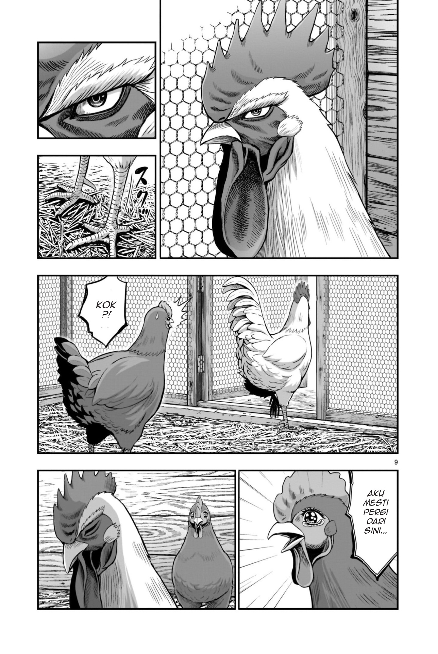 Niwatori Fighter Binatang Berbulu Berkumpul 第9页