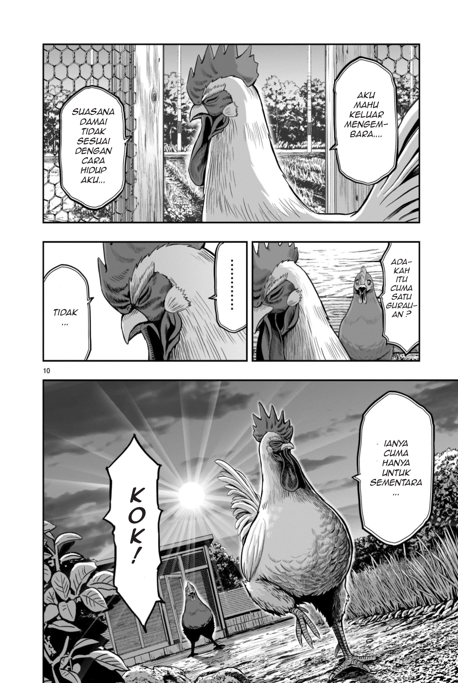 Niwatori Fighter Binatang Berbulu Berkumpul 第10页