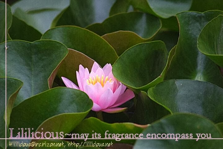 Rakuen no Jouken Bathed in Sunlight Filtering Through the Trees 第15页