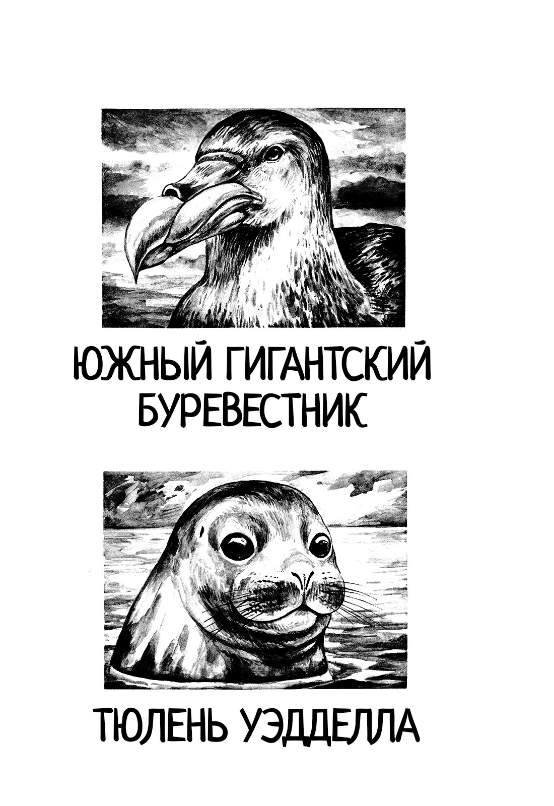 GON Selection Гон и Жизнь с Пингвинами. 第38页
