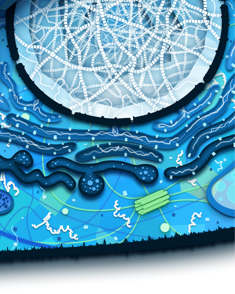 The Powerhouse of the Cell Mitosis (1/3) 第23页