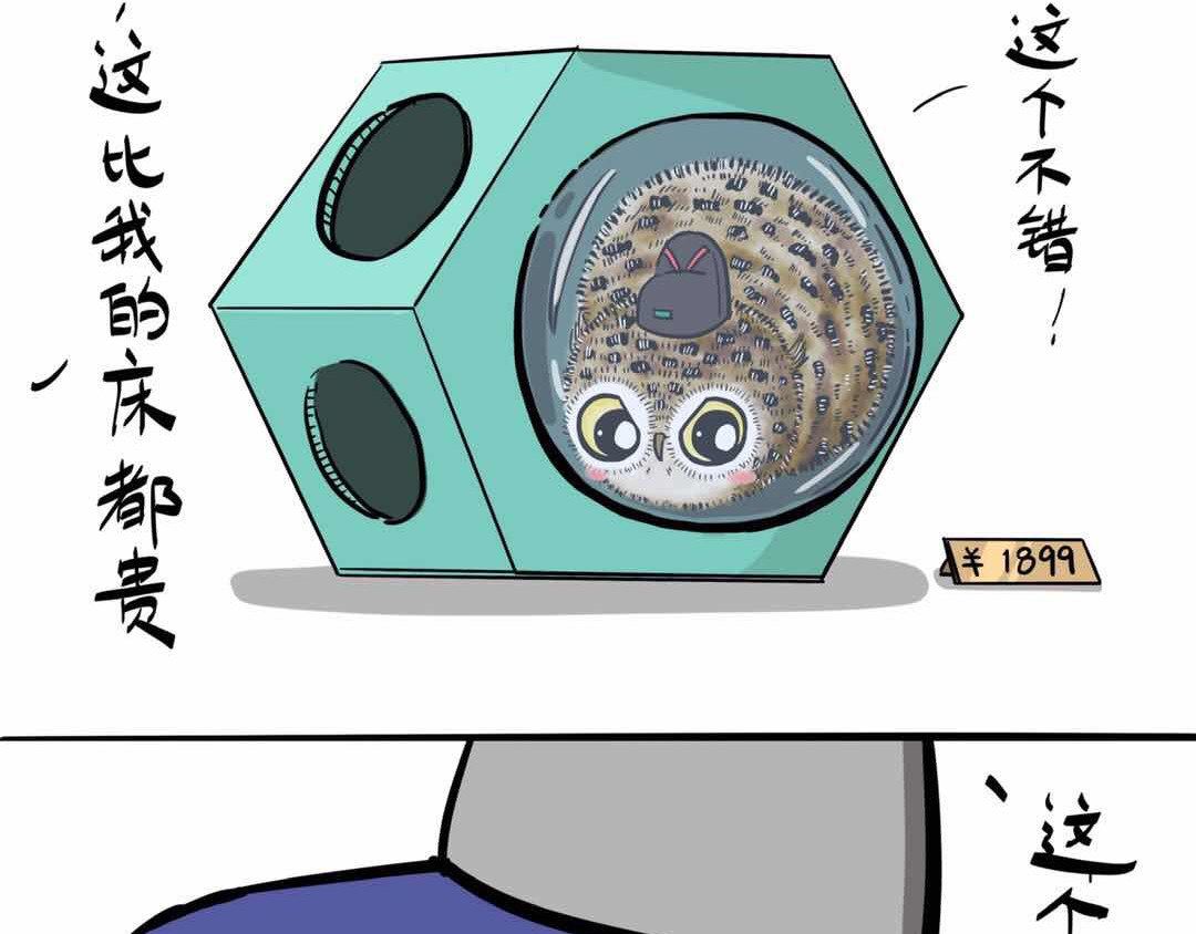 猫头鹰睡不着 给小夜猫子做个窝 第11页