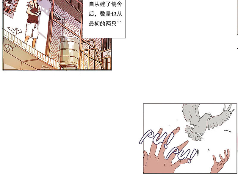 养鸽人 第8页