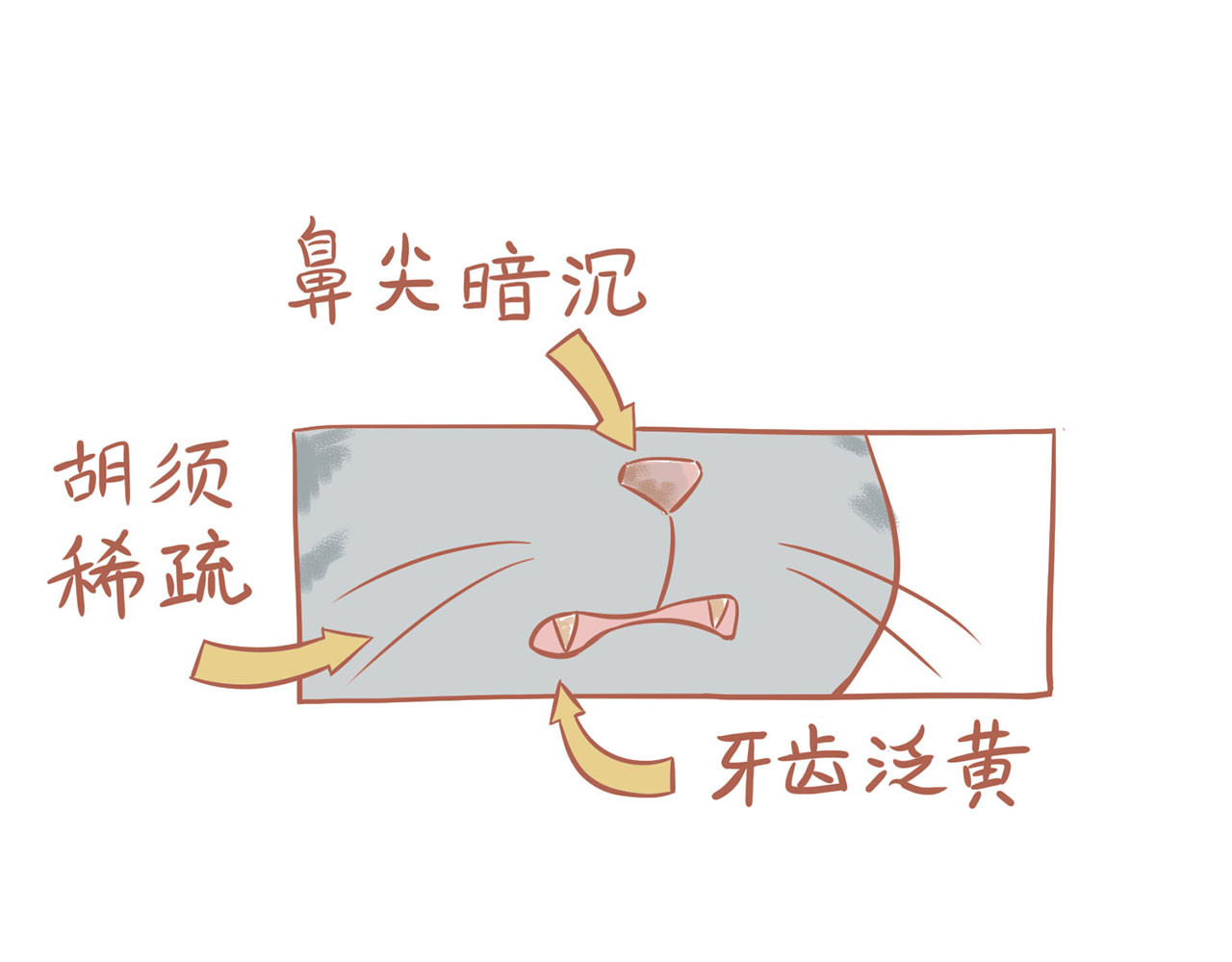 吸猫 神秘来客 第34页