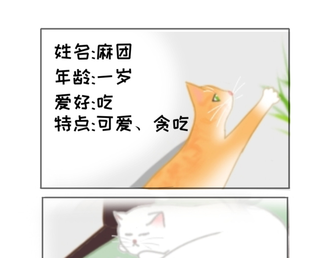 萌猫日常 第1页