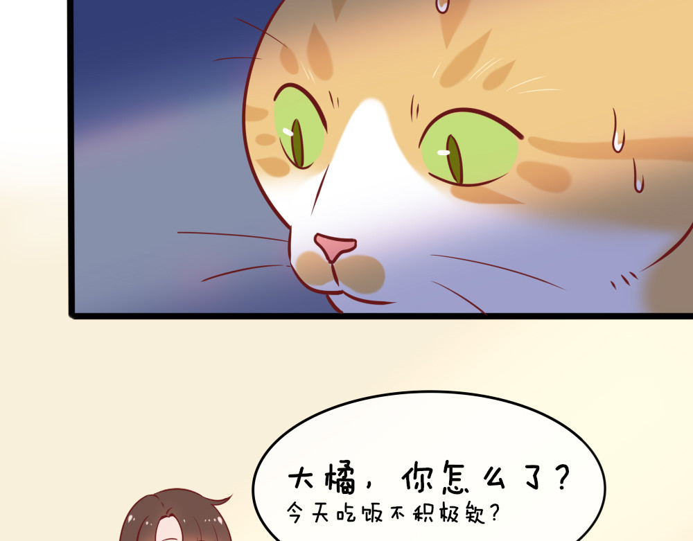 变猫 单身肥宅大胖橘 第11页